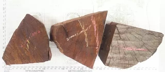 PF confirma: madeira da Operação Timber Shield não tinha cocaína