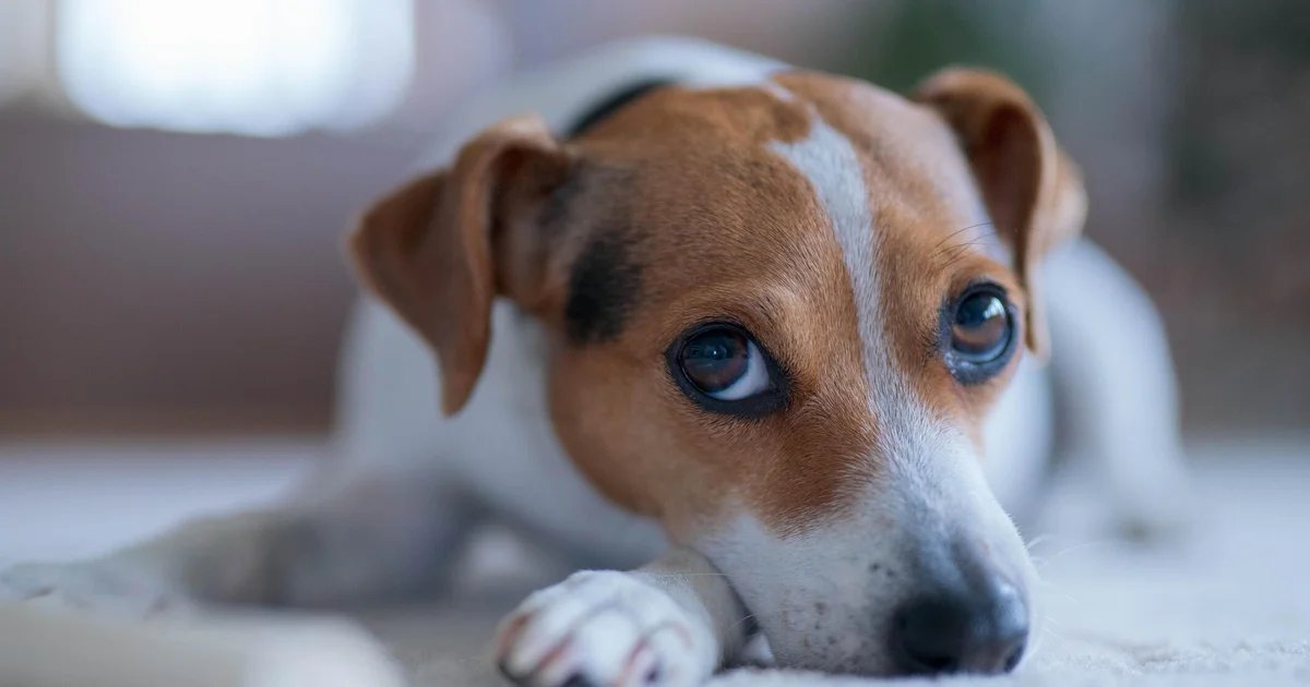 Como os altos custos atuais com cuidados com animais de estimação estão sobrecarregando as finanças domésticas